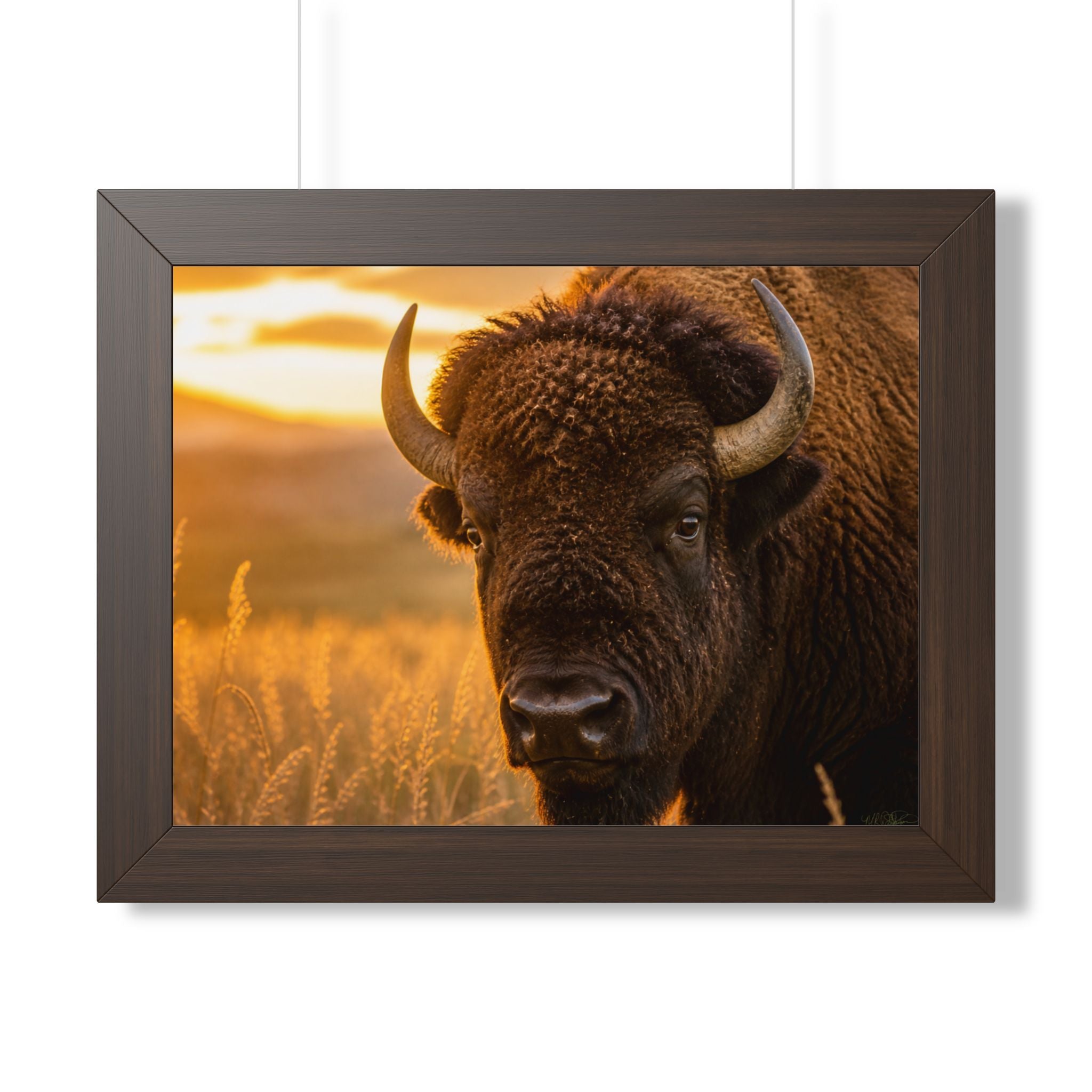 Brown frame - A powerful portrait of an American bison standing proudly at sunset, symbolizing strength, resilience, and the enduring spirit of the prairie.