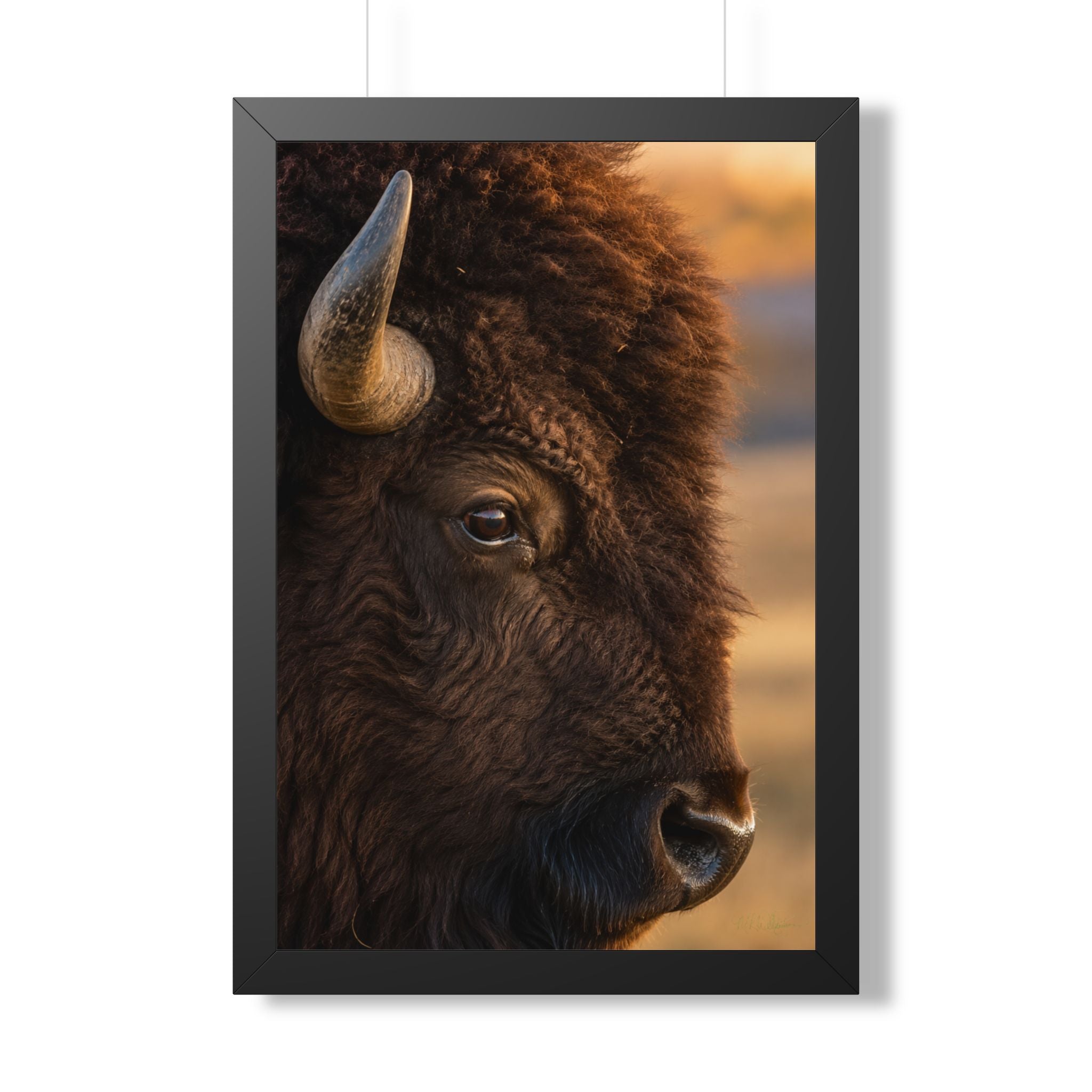 A dramatic close-up of an American bison reveals the strength, wisdom, and enduring spirit found within its watchful gaze.