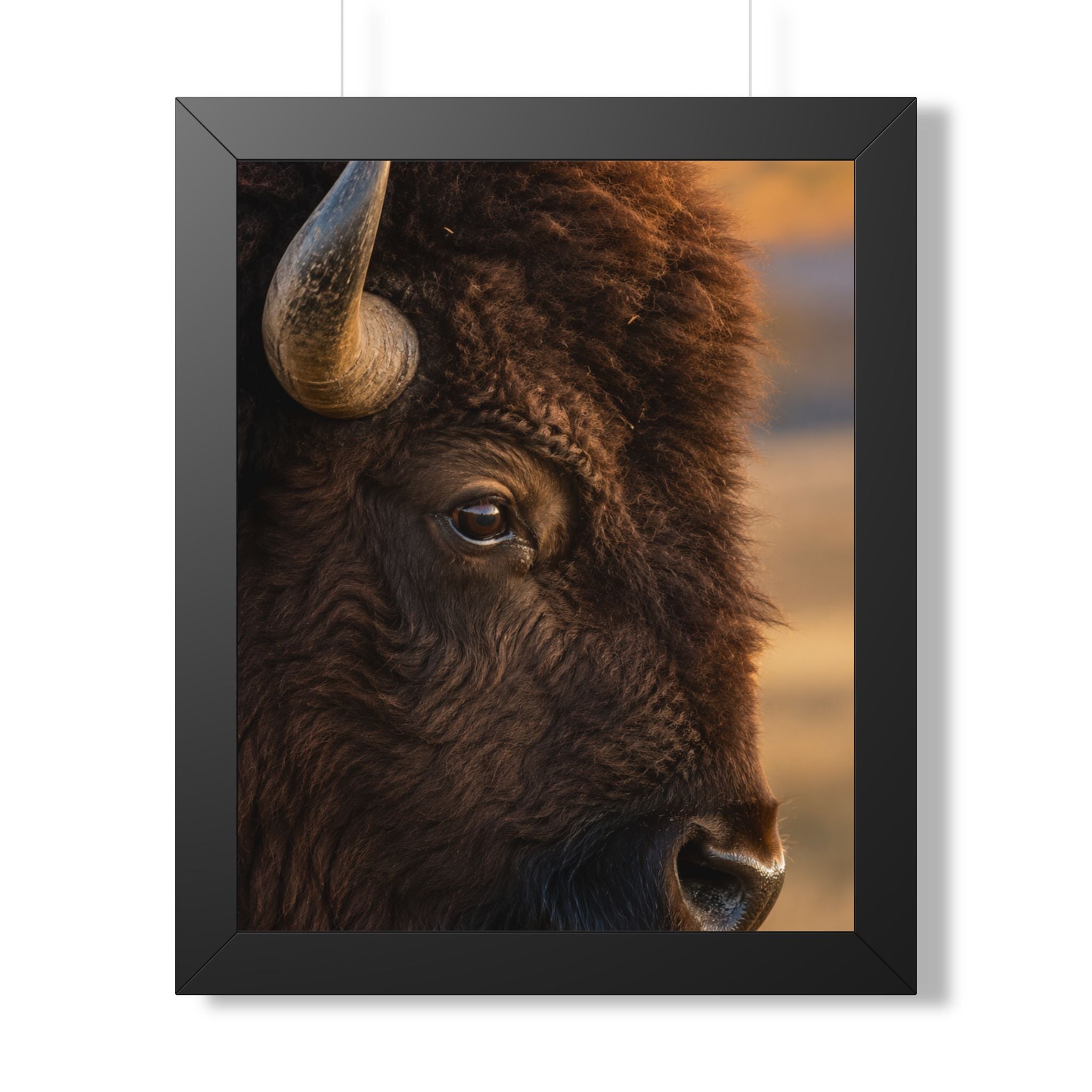 Close up - A dramatic close-up of an American bison reveals the strength, wisdom, and enduring spirit found within its watchful gaze.